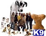 Used Dog Supplies for Sale